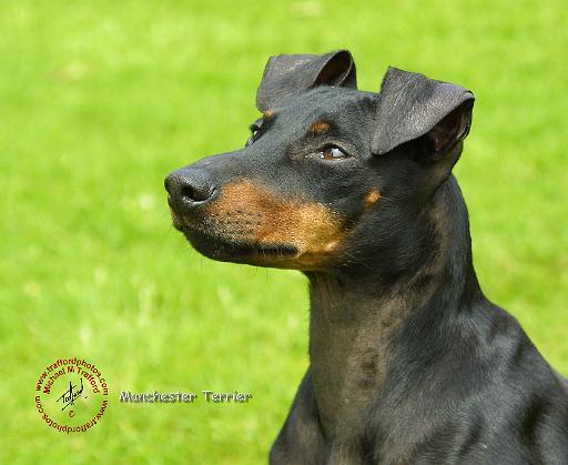 Manchester Terrier 8W13D-11.JPG